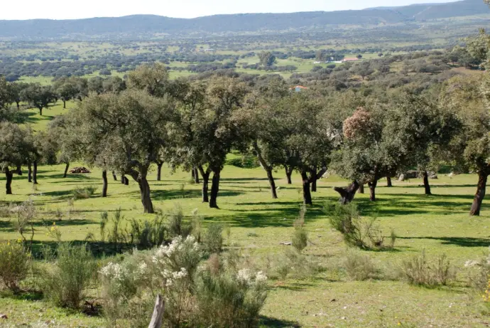 Vista panorámica de la dehesa en plena Sierra de San Pedro