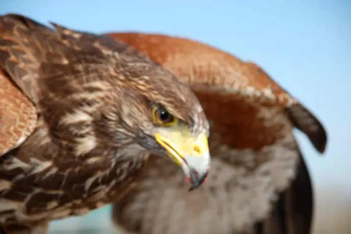El águila imperial ibérica habita en la Sierra de San Pedro