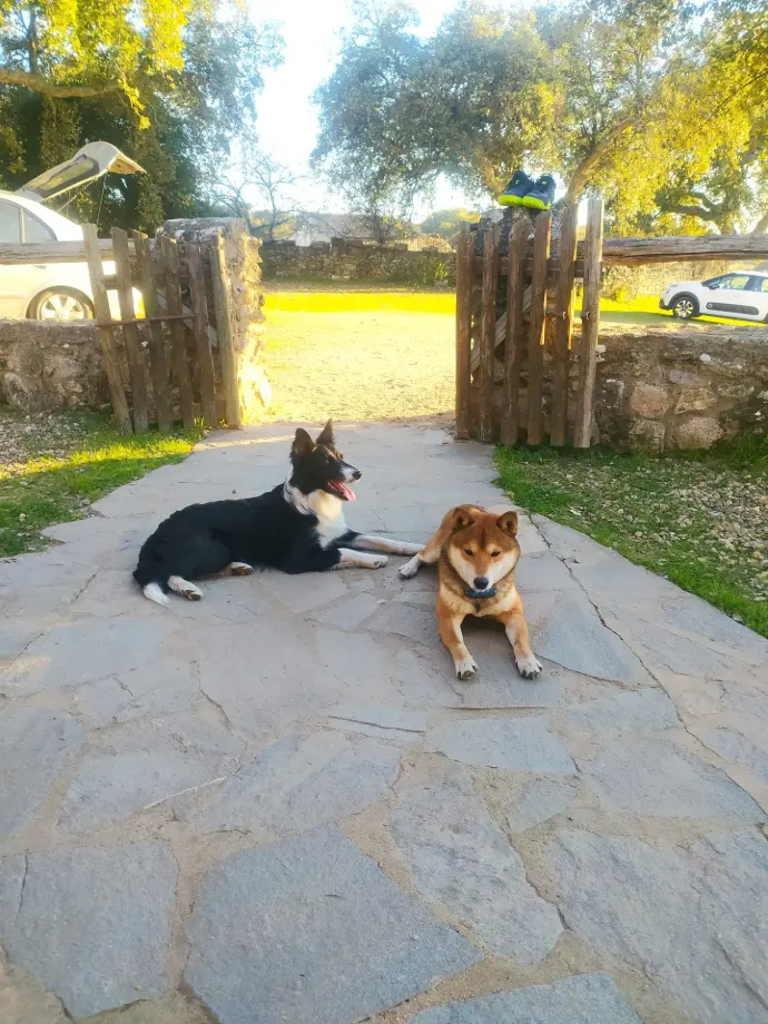 Las mascotas son bienvenidas a nuestra casa rural