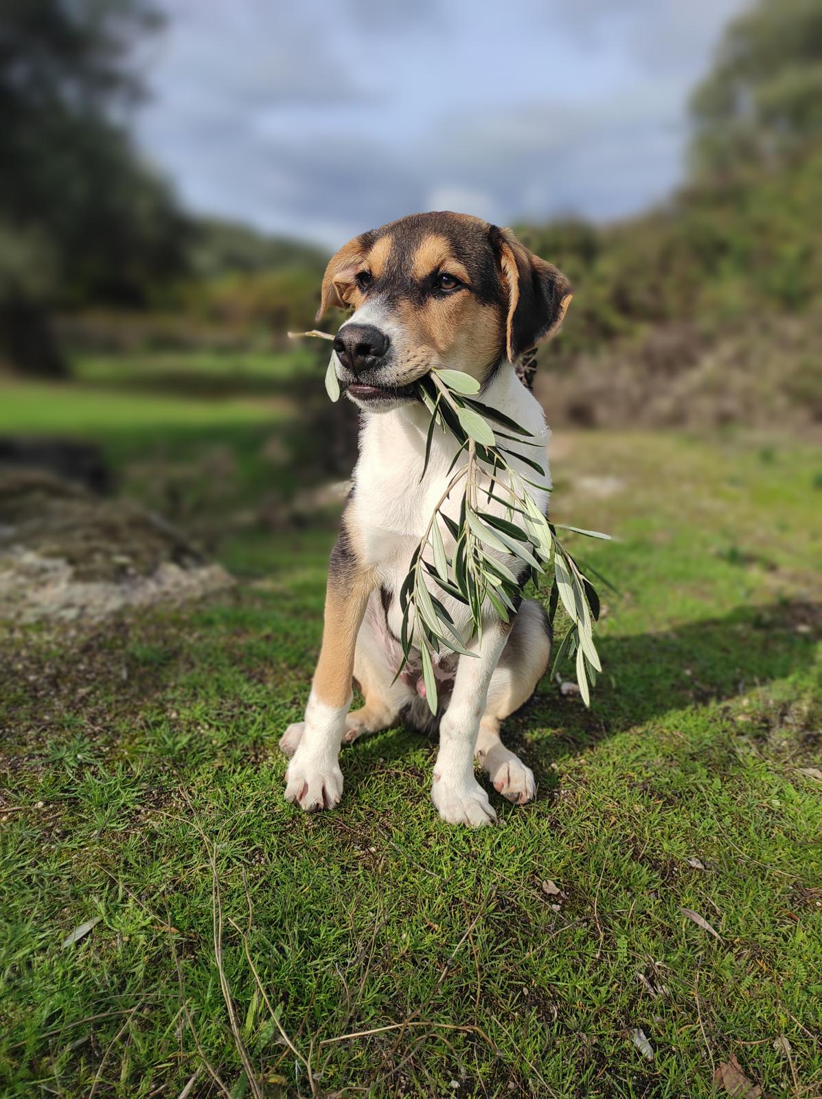 REMO el perro de la casa rural la Vega con su palo en la boca